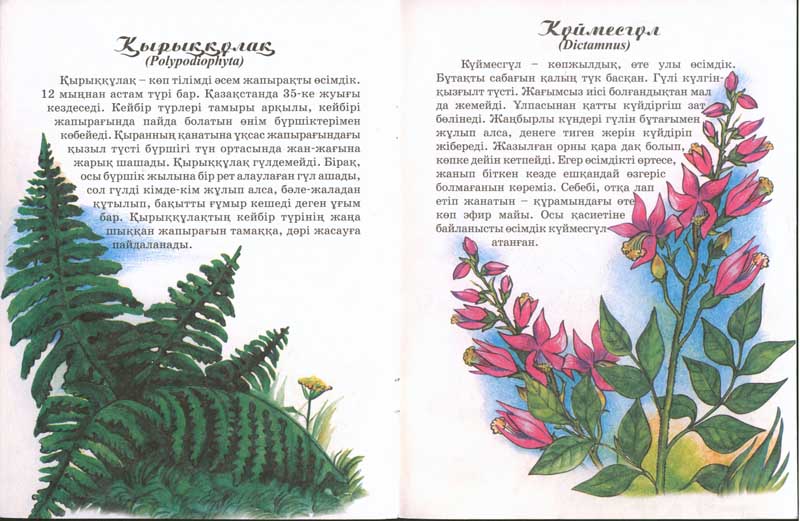 Қазақстан өсімдіктері (ғажайып әлем) — изображение 2